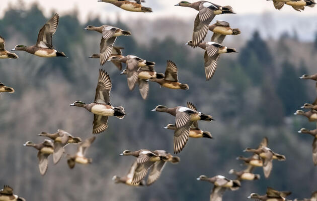 A flock of ducks flying in the same direction with an out of focus landscape in the background.