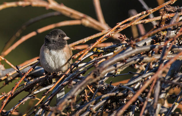 Audubon Declares a 'Bird Emergency,' Demands Immediate Action After Scientists Reveal Huge Losses of North American Birds