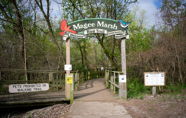 The Magee Marsh Boardwalk, where birders flock every spring during the Biggest Week in American Birding. Lia Bocchiaro/Audubon