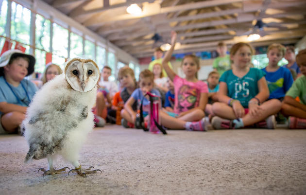 Barn Owl. Camilla Cerea/Audubon