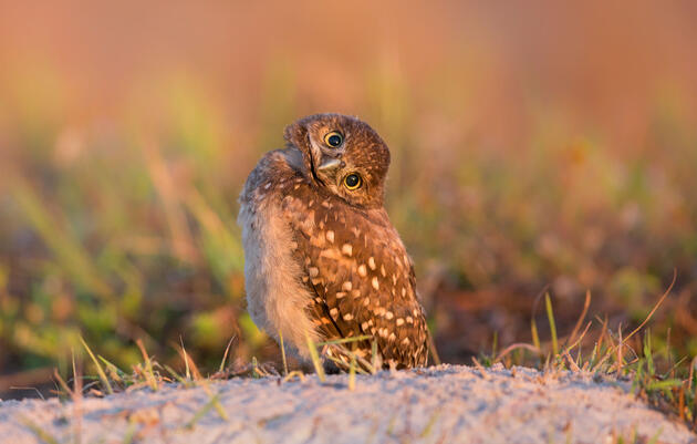 Did Somebody Say Baby Bird Photos?