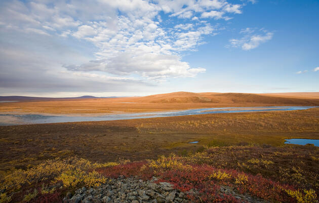 Final Plan for Arctic Refuge Drilling Could Cause Extinctions, Admits Government 