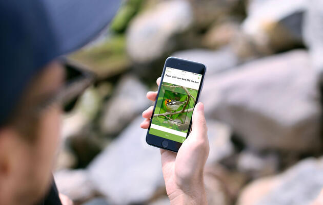 Putting Merlin's New Bird Photo ID Tool to the Test