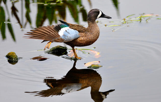 Executive Order Puts Streams and Wetlands at Risk