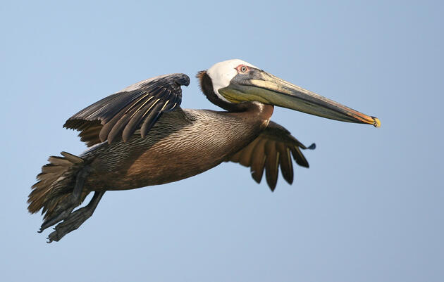 A Brown Pelican. Rebecca Field