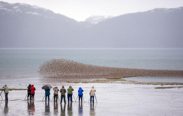 Birders photograph a flock of shorebirds in Hartney Bay, Alaska during the Copper River Delta Shorebird Festival. Design Pics Inc/Alamy