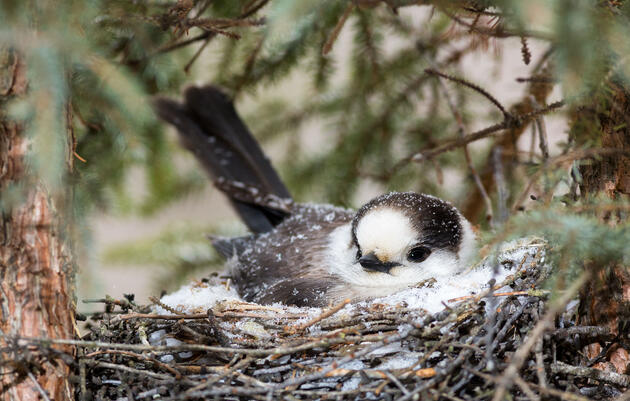 Thanks To Climate Change, Canada Jays May Eat Freezer-Burned Food All Winter