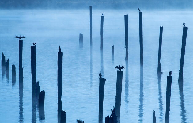 Western Cormorants Face 'Collapse' Under a Government Plan, Scientists Warn