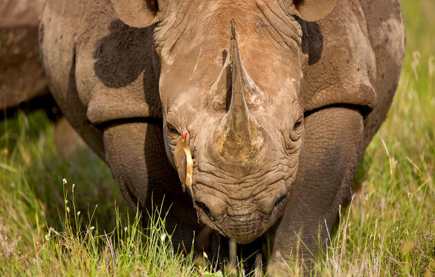 These Birds Protect Black Rhinos From Poachers (but Also Drink Their Blood)
