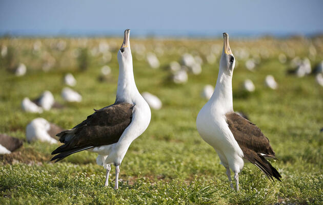 10 Outrageous Ways Birds Dance to Impress Their Mates 
