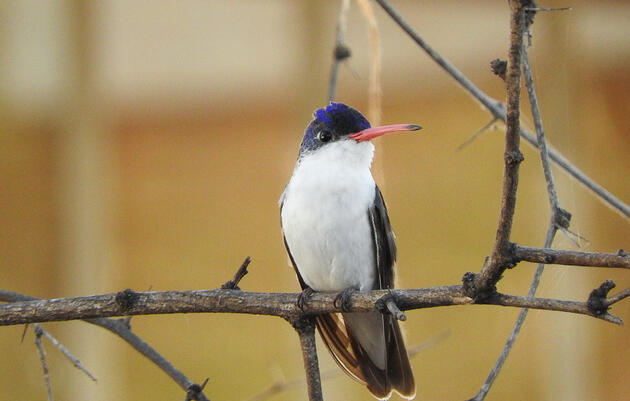 How a Small Home in Arizona Became a Global Birding Destination