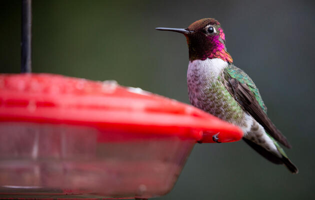 Bird Up Your Zoom Calls With These Audubon Backgrounds