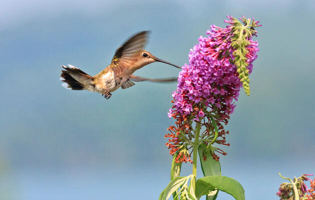 Ruby-throated Hummingbird and flower.