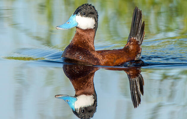 Audubon’s Delaware River Watershed Program Director Tapped to Shape Regional Watershed Plans and Climate Resiliency
