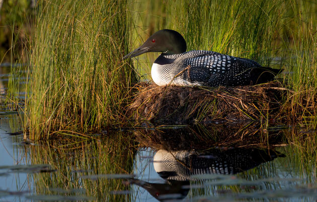 Common Loon.