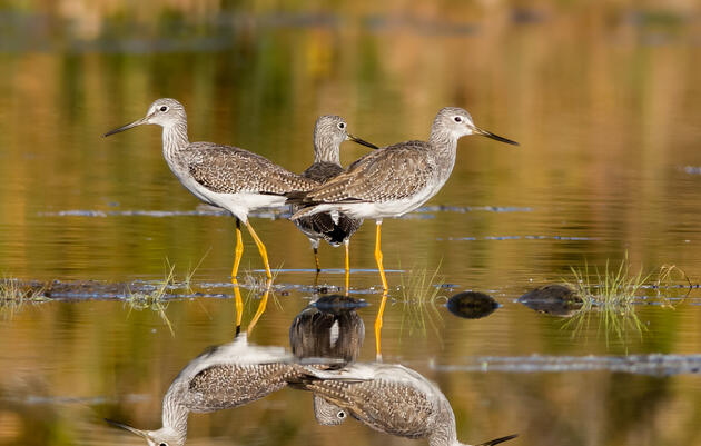 Three Greater Yellowlegs.