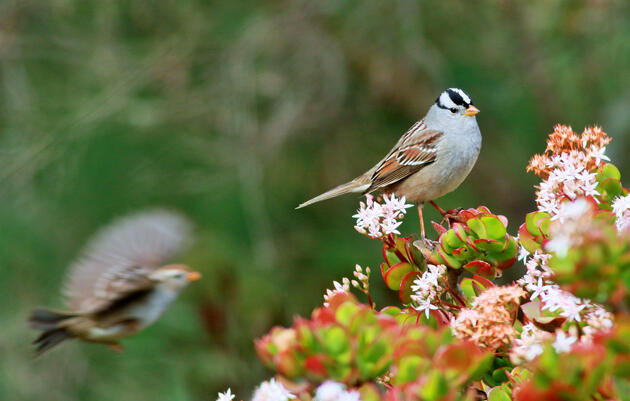 White-crowned Sparrows. White-crowned Sparrows Terry Rodgers/Audubon Photography Awards