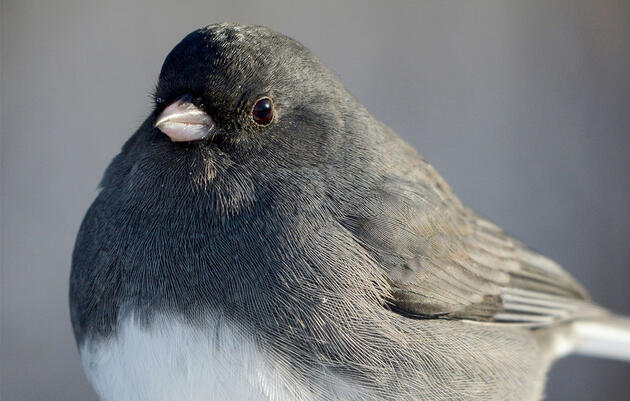 Count the Boreal Birds That Connect Us