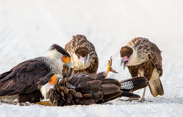 Our Favorite Fascinating Bird Behaviors From the 2020 Audubon Photo Awards