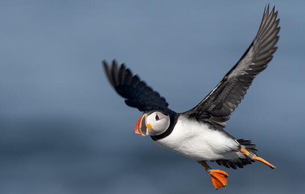 Trump Opens Atlantic's Only Marine Monument to Commercial Fishing 
