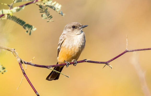 Do You Know the West's Two Phoebes?