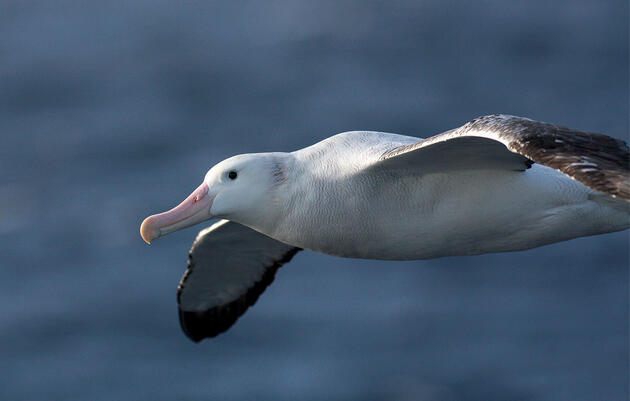 These Masters of the Sky Can Fly for Hours (or Days) While Barely Flapping