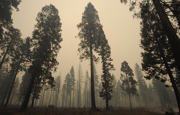 Recent ‘Megafires’ Imperil Even Fire-Loving Forest Birds