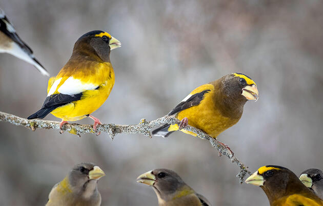 This Winter Marks an Incredible 'Superflight' of Hungry Winter Finches