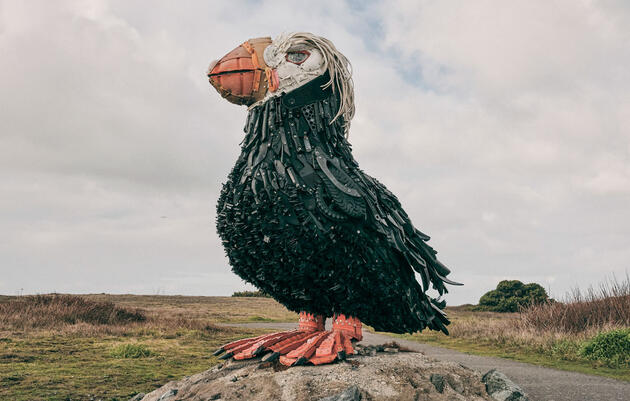Reimagining the Tufted Puffin