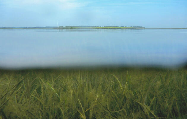 A Massive Seagrass Project Is Restoring a Lost Food Web for Wintering Geese