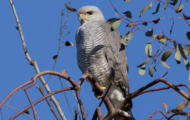 Gray Hawk. Aaron Budgor/Flickr (CC BY-NC-ND 2.0)