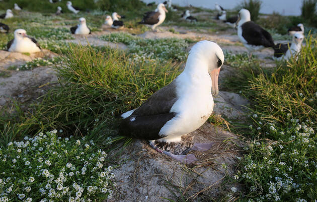 The First Half of 2020 Included Some Good News for Birds