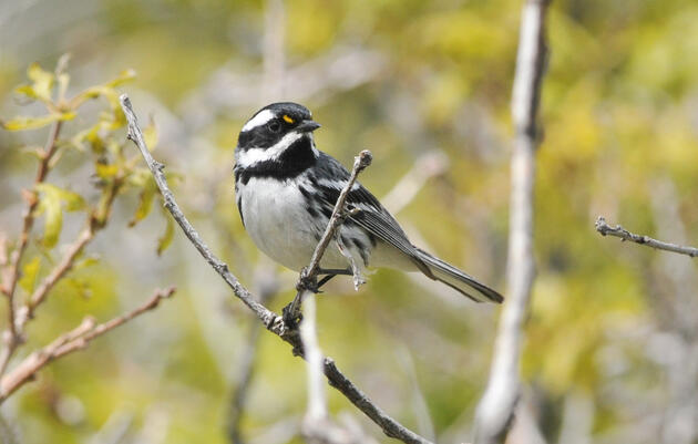 Black-throated Gray Warbler. Scott Somershoe/USFWS/Flickr (CC 0)