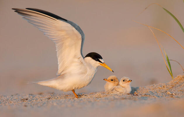 An Early-season Tropical Storm Wiped out Mississippi’s Beach-nesting Birds