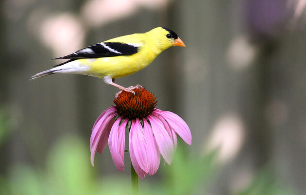 American Goldfinch on Echinacea Purpurea, commonly known as Purple Coneflower. Will Stuart