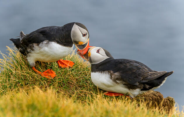 Creating Safe Havens for Seabirds