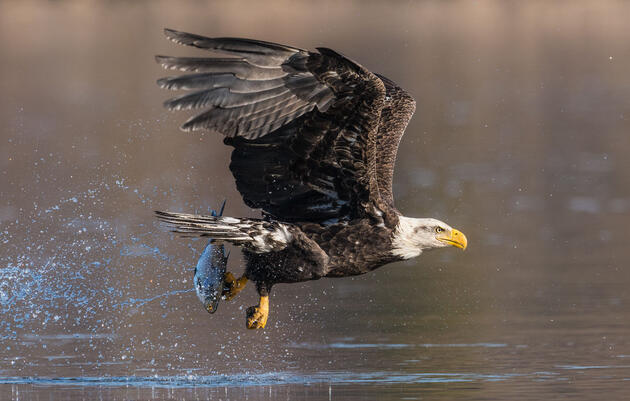 Bald Eagle. Mark Boyd/Audubon Photography Awards