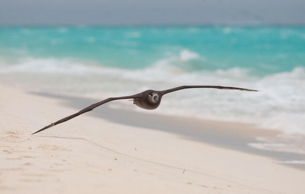 Celebrating the First-ever World Albatross Day