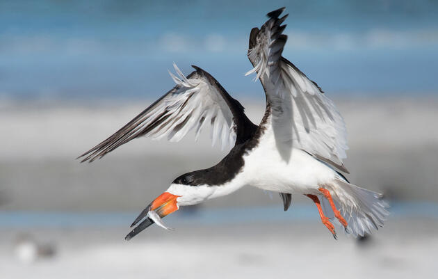 Climate Change Threatens Seabirds on Both Land and Sea