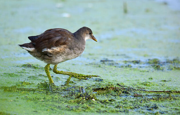Which Great Lakes Wetlands Do Birds Need Most? Audubon Scientists Find Out
