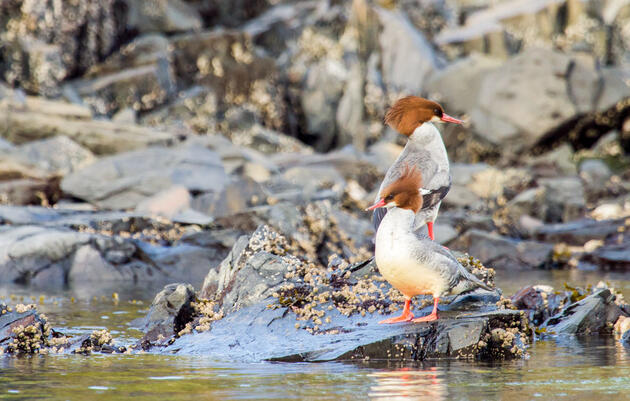 Common Merganser. Andrea Jaszlics/Audubon Photography Awards