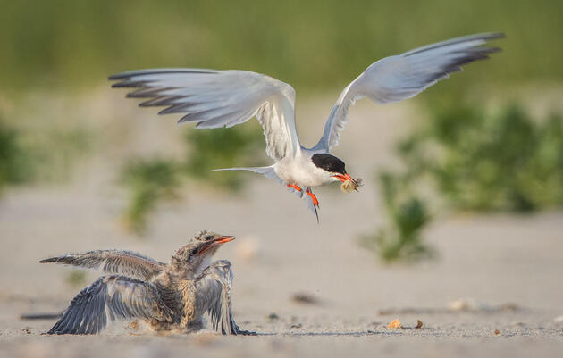 Common Tern with chicks. Dere Scott/Audubon Photography Awards