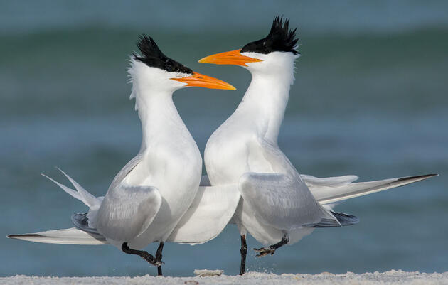 Virginia’s Largest Seabird Colony Relocates to New Temporary Home