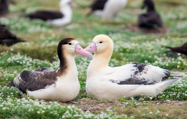 Short-tailed Albatross. Kat Paleckova/Audubon Photography Awards