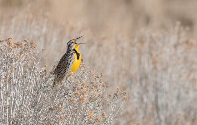 Leaders Bring Biodiversity, Environmental Law Expertise to Audubon National Board