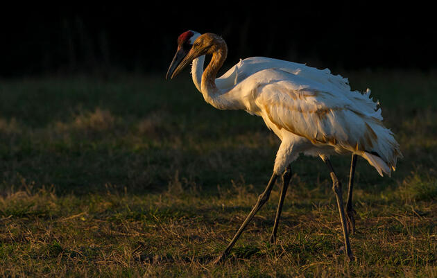 Whooping Cranes. Tim Timmis/Audubon Photography Awards