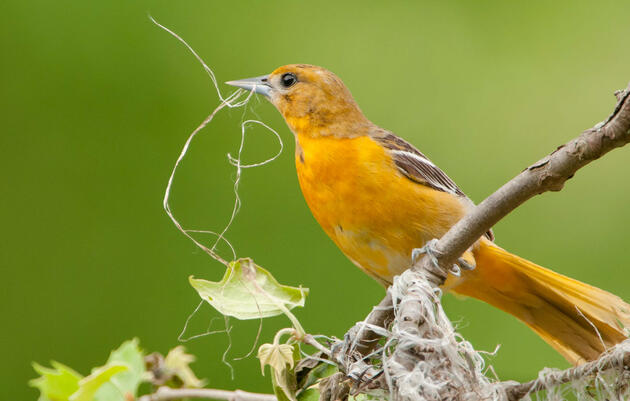 Baltimore Oriole. Mark Boyd/Audubon Photography Awards