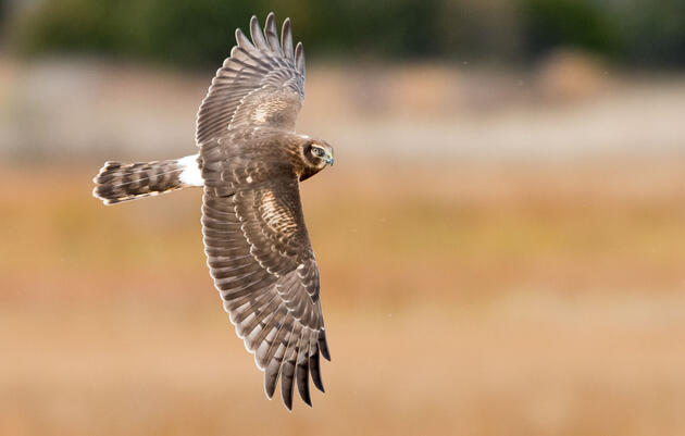 Northern Harrier. Doug German/Audubon Photography Awards