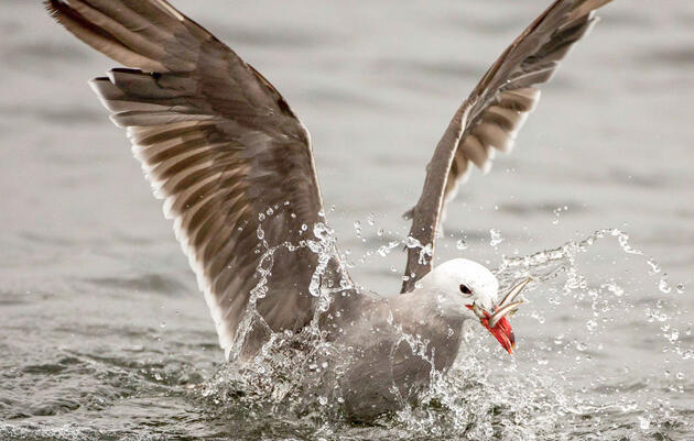 Heermann's Gull. Janine Schutt/Audubon Photography Awards