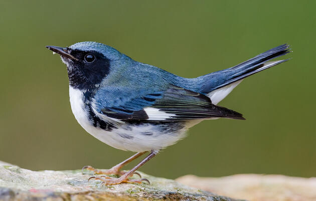 Black-throated Blue Warbler. Lorraine Minns/Audubon Photography Awards